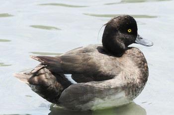 Tufted Duck Tokyo Port Wild Bird Park Sun, 8/14/2022