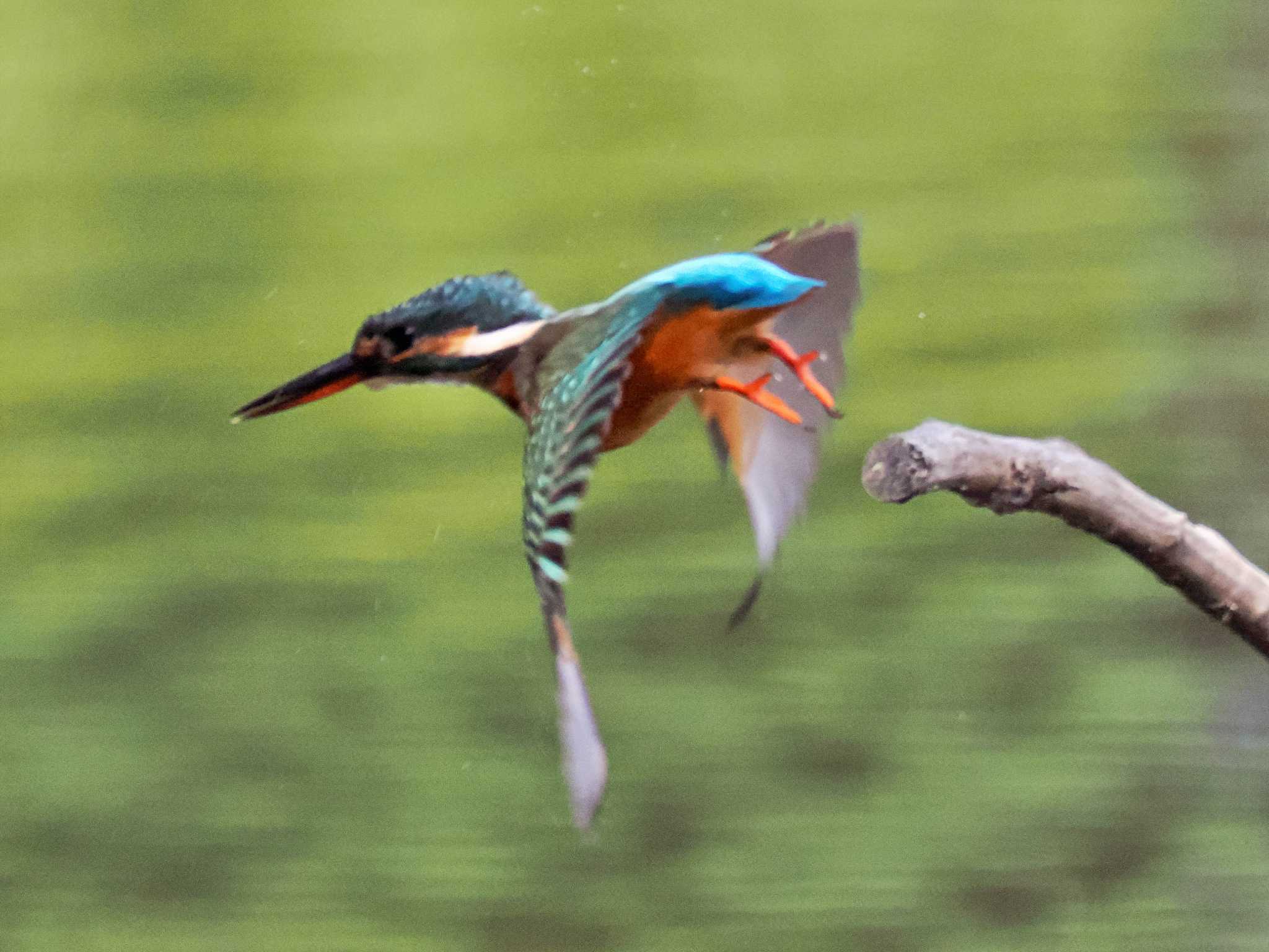 葛西臨海公園 カワセミの写真 by 藤原奏冥