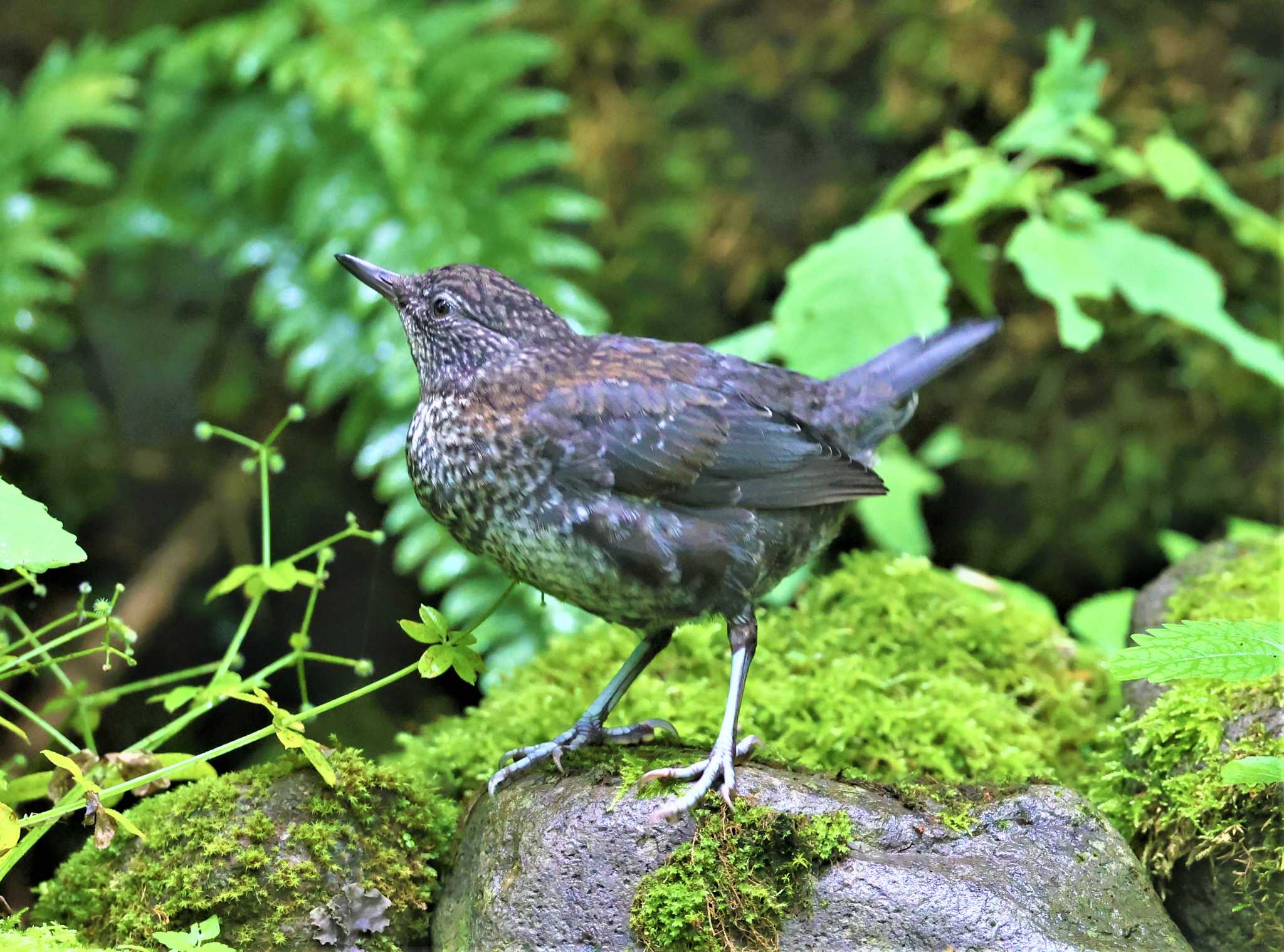 カワガラス by Hokkaido.univ