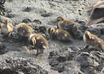 Eastern Spot-billed Duck 東海市 35°03'31.3"N 136°54'04.2"E Mon, 8/15/2022