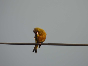 Grey-capped Greenfinch 宮城県岩沼市土ヶ崎 Sat, 7/23/2022