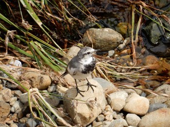 White Wagtail 平和の森公園、妙正寺川 Tue, 8/16/2022