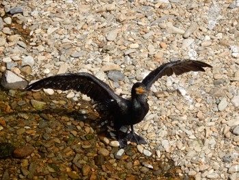 Tue, 8/16/2022 Birding report at 平和の森公園、妙正寺川