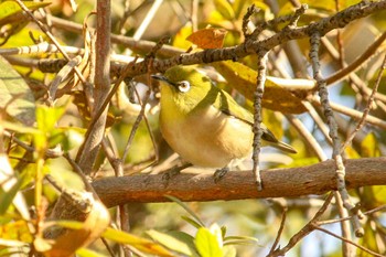 メジロ 三ツ池公園(横浜市鶴見区) 2018年1月26日(金)