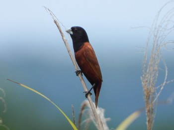 Chestnut Munia Miyako Island Fri, 8/5/2022