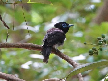 Black Paradise Flycatcher(illex) Miyako Island Thu, 8/4/2022