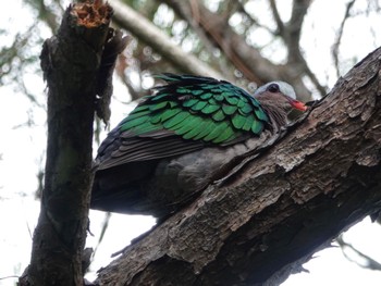 Common Emerald Dove Miyako Island Sat, 8/6/2022