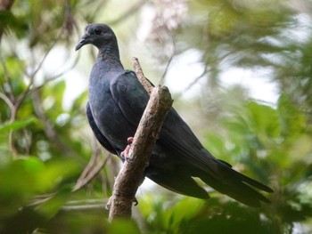 Black Wood Pigeon Miyako Island Fri, 8/5/2022