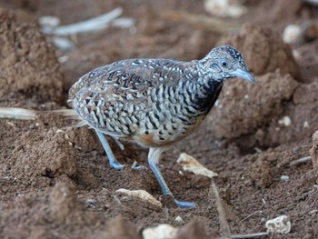 Barred Buttonquail Miyako Island Sat, 8/6/2022