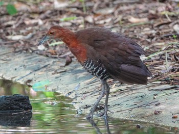 Slaty-legged Crake Miyako Island Thu, 8/4/2022