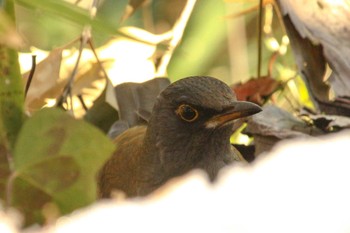 2018年1月26日(金) 三ツ池公園(横浜市鶴見区)の野鳥観察記録