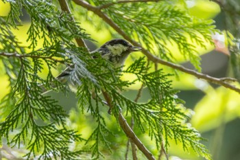 ヒガラ 段戸裏谷 2022年8月11日(木)