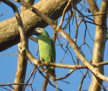 Red-breasted Parakeet Cat Tien National Park Unknown Date