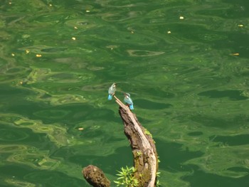 Common Kingfisher Hayatogawa Forest Road Mon, 8/15/2022