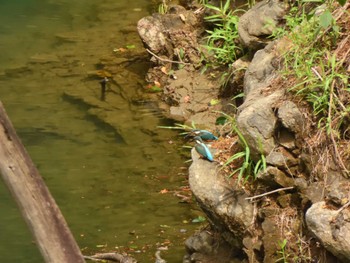 Common Kingfisher Hayatogawa Forest Road Mon, 8/15/2022