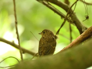 Unknown Species Hayatogawa Forest Road Mon, 8/15/2022