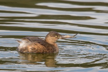 Little Grebe Akashi Park Sun, 1/14/2018