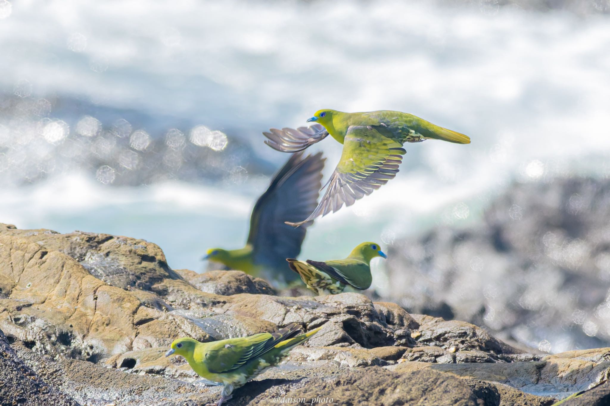 大磯照ヶ崎海岸 アオバトの写真 by Daison