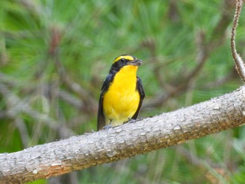 Narcissus Flycatcher Inasako Lake Sat, 6/25/2022