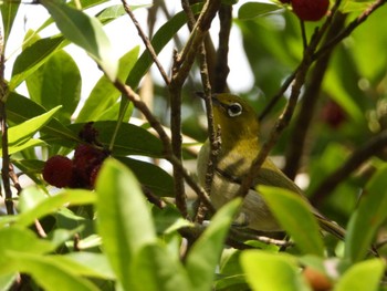 Warbling White-eye Inasako Lake Sat, 6/25/2022