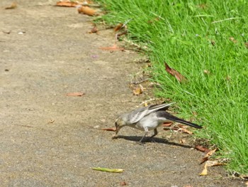 White Wagtail フラワーパーク Tue, 8/16/2022