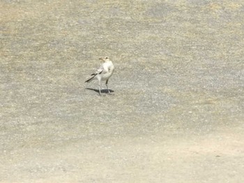 White Wagtail フラワーパーク Tue, 8/16/2022