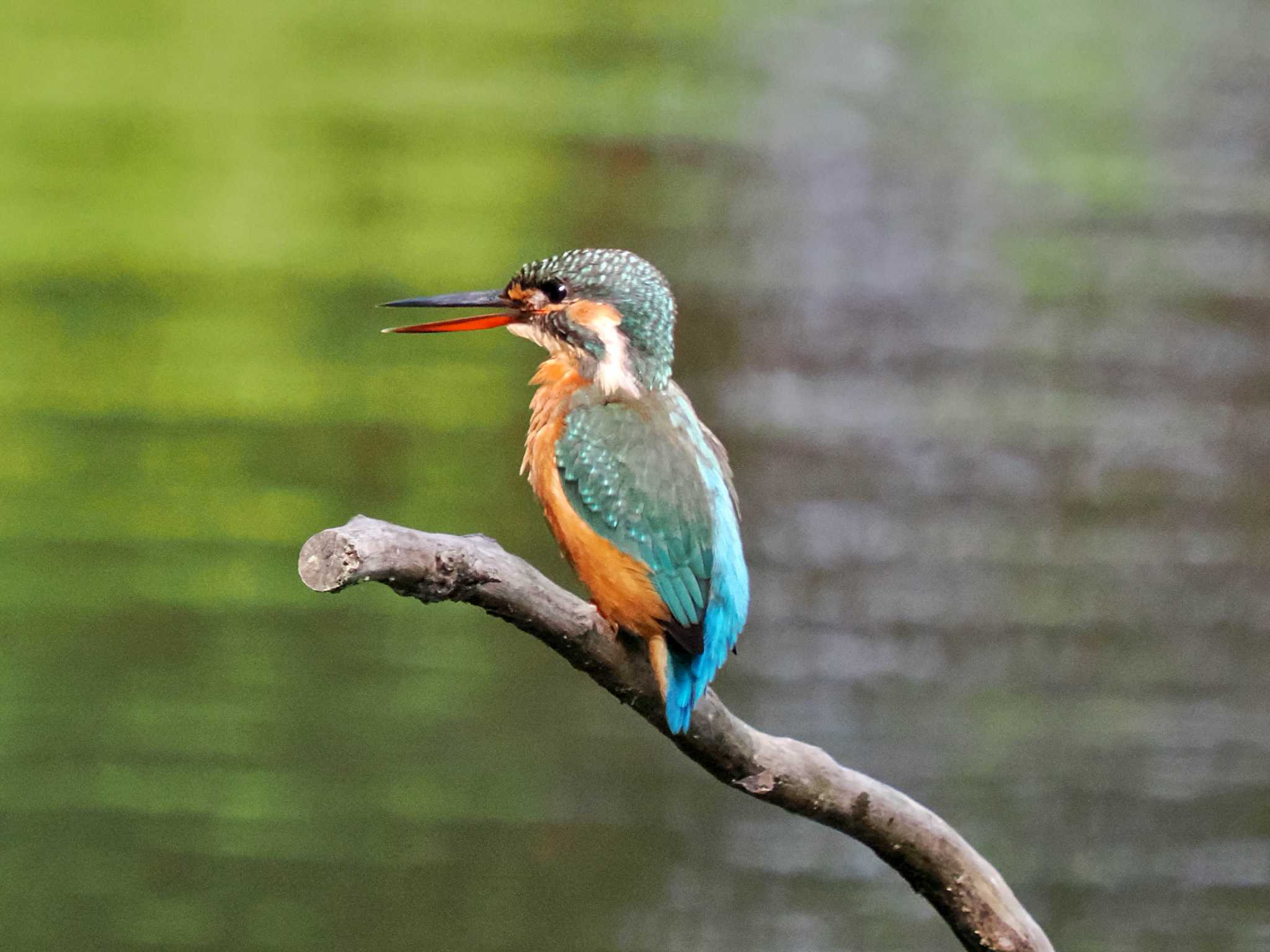 葛西臨海公園 カワセミの写真 by 藤原奏冥