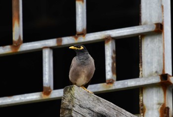 Common Myna カンボジア Tue, 8/16/2022