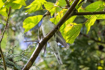 サンショウクイ 海上の森 2022年8月13日(土)