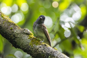 サンコウチョウ 海上の森 2022年8月13日(土)