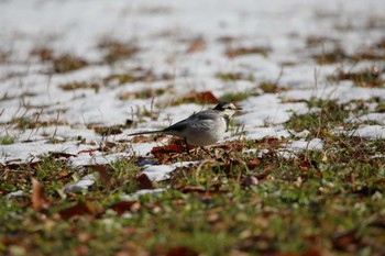 2018年1月26日(金) 牧野が池公園の野鳥観察記録