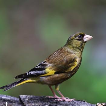 2022年8月16日(火) 西湖野鳥の森公園の野鳥観察記録