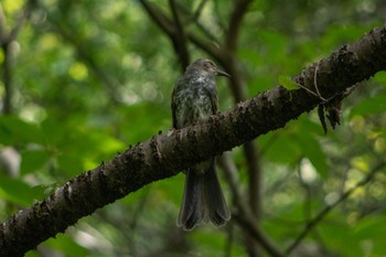 ヒヨドリ 静岡県立森林公園 2022年8月11日(木)