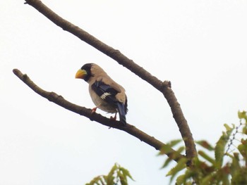 Japanese Grosbeak 山梨県森林公園金川の森(山梨県笛吹市) Tue, 8/16/2022