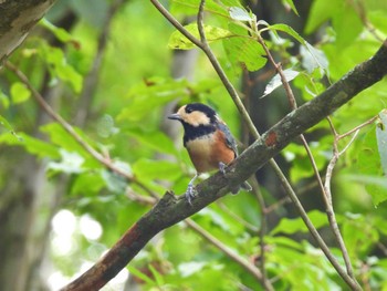 Varied Tit 山梨県森林公園金川の森(山梨県笛吹市) Tue, 8/16/2022