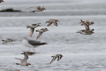 メダイチドリ ふなばし三番瀬海浜公園 2022年8月14日(日)