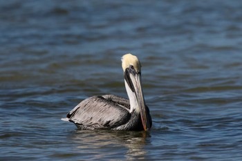 Brown Pelican Rio Lagartos Sun, 1/7/2018