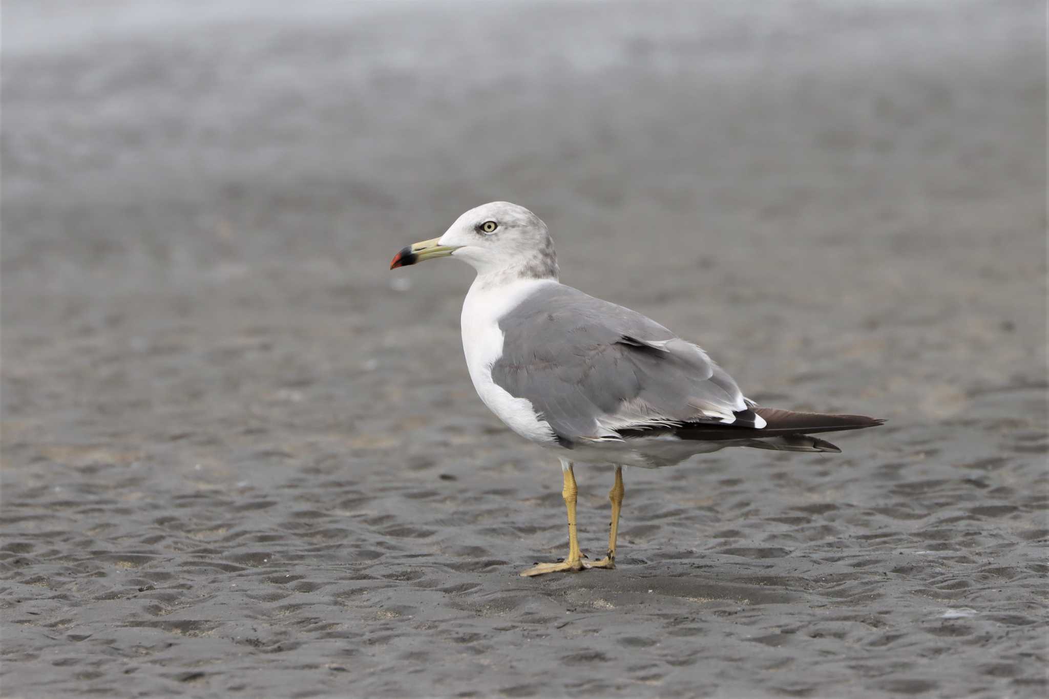 ふなばし三番瀬海浜公園 ウミネコの写真 by ぼぼぼ