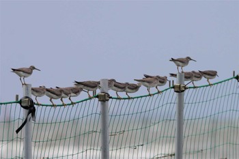 2022年8月14日(日) ふなばし三番瀬海浜公園の野鳥観察記録