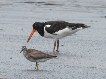 Eurasian Oystercatcher Sambanze Tideland Fri, 8/12/2022