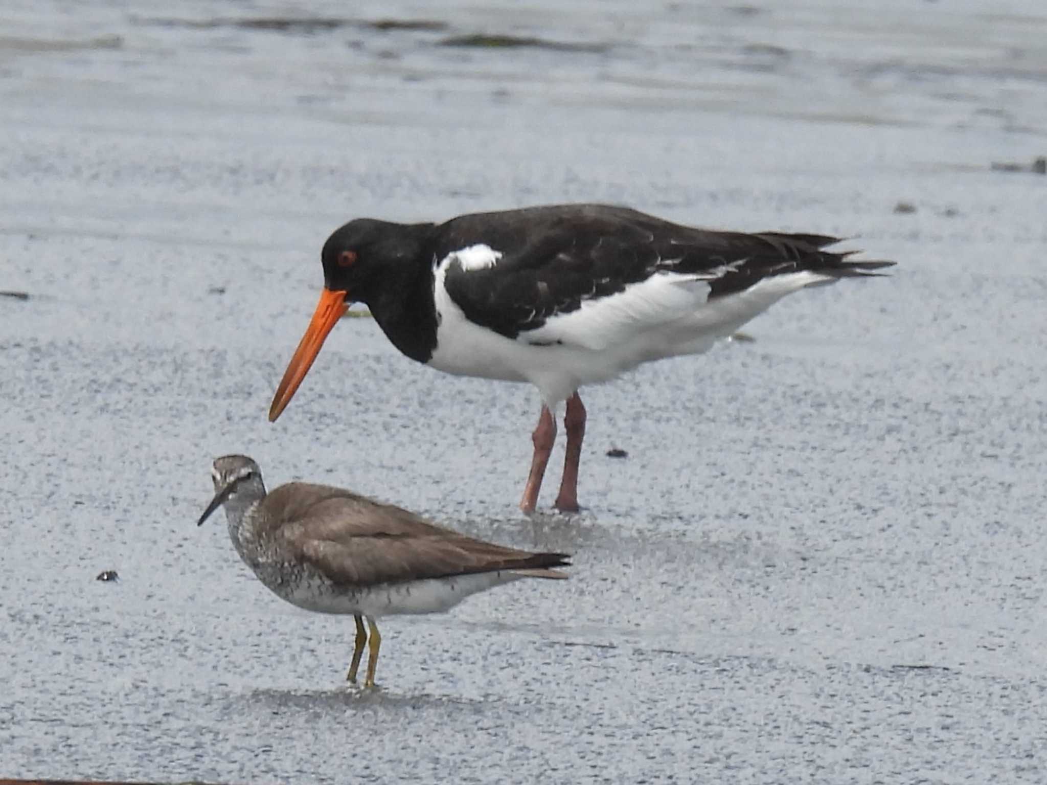 Eurasian Oystercatcher