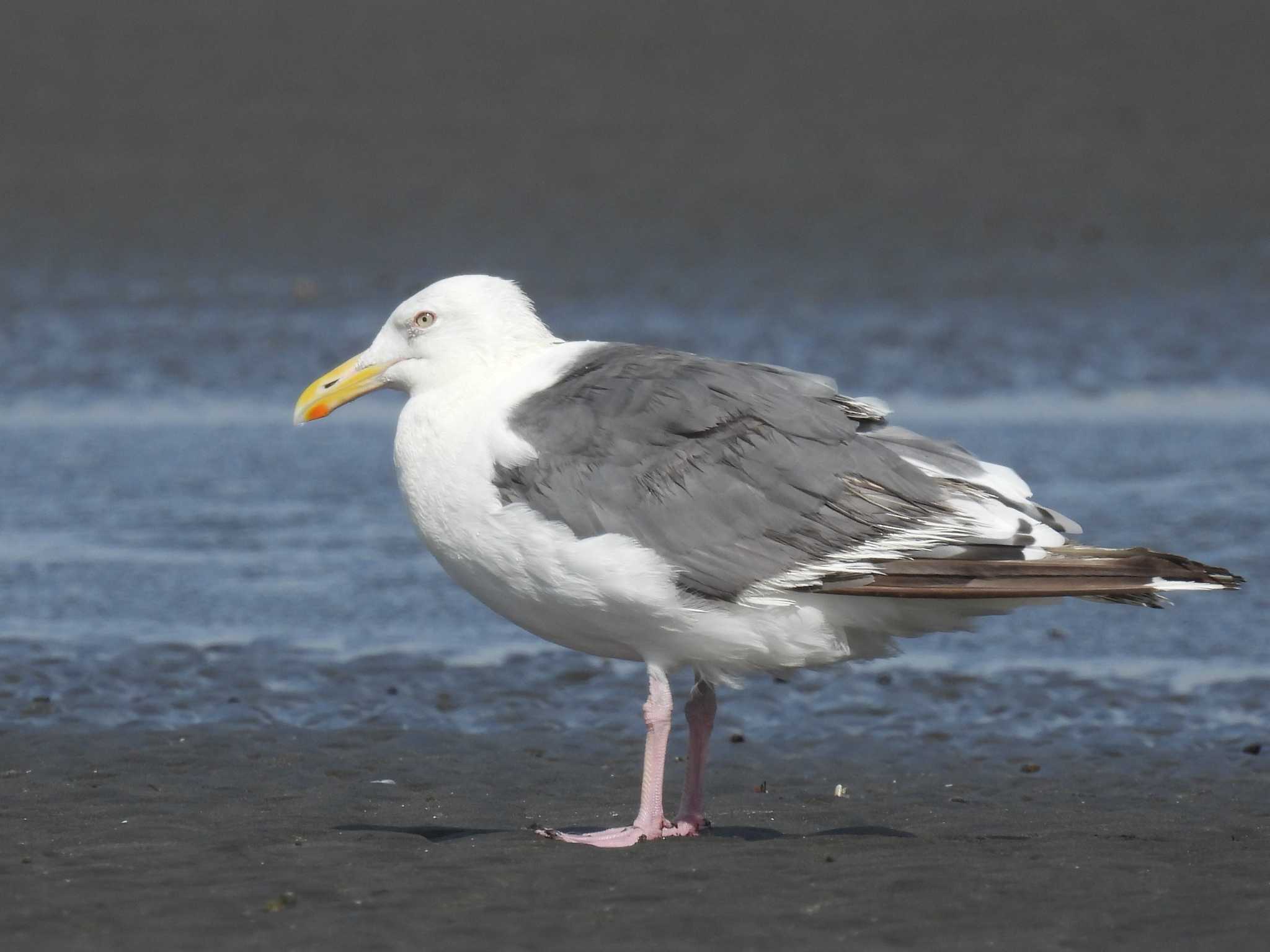 Slaty-backed Gull