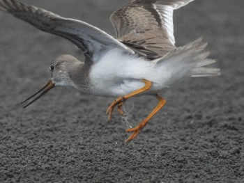 Terek Sandpiper Sambanze Tideland Fri, 8/12/2022