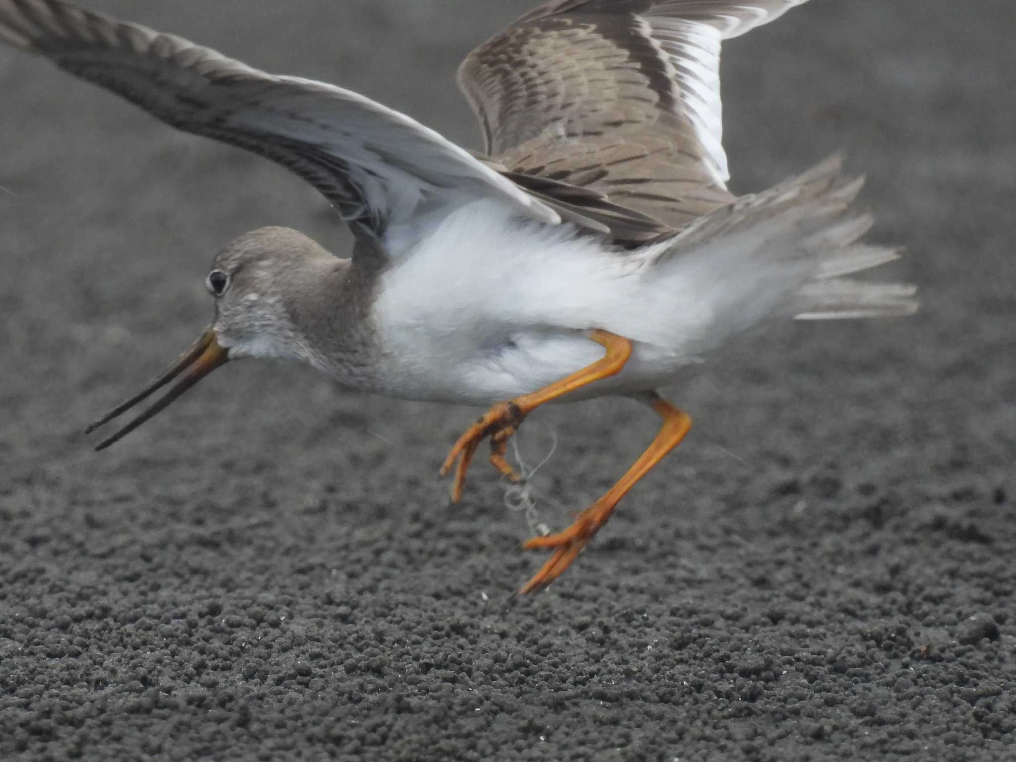 Terek Sandpiper