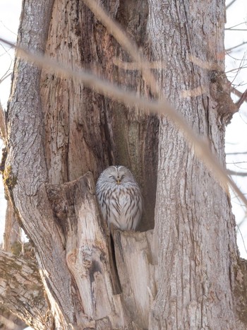 Ural Owl(japonica) Unknown Spots Unknown Date