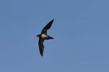 White-throated Needletail 北海道 Sat, 8/6/2022