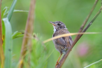 Middendorff's Grasshopper Warbler 北海道 Sun, 8/7/2022