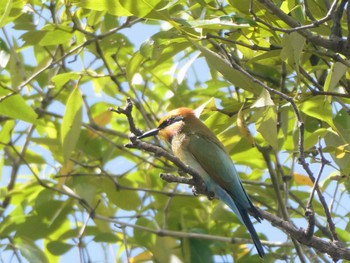 Rainbow Bee-eater Centenary Lakes(Cairns) Thu, 8/11/2022