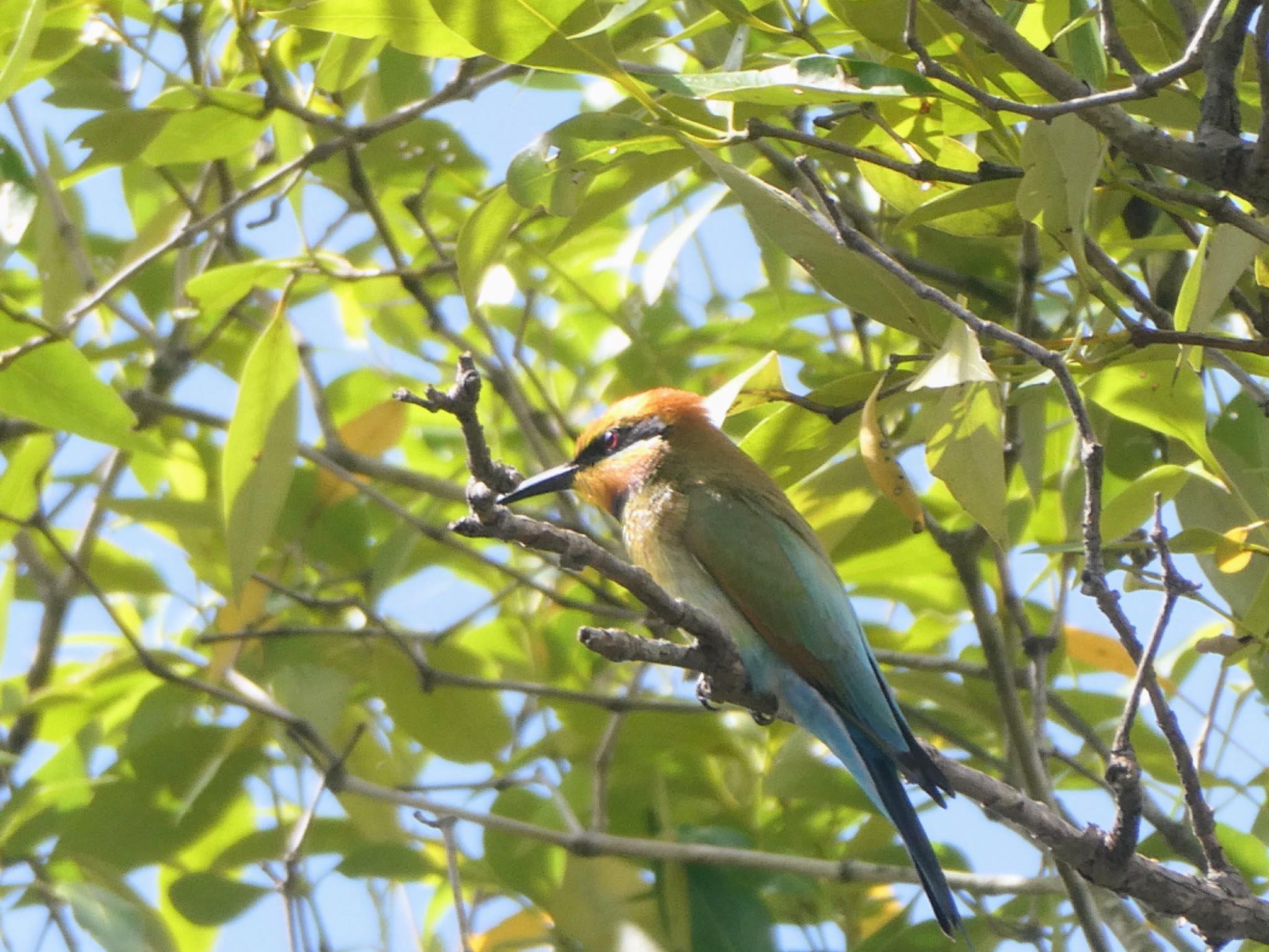 Photo of Rainbow Bee-eater at Centenary Lakes(Cairns) by Maki