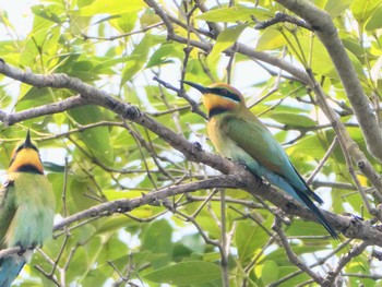 Rainbow Bee-eater Centenary Lakes(Cairns) Thu, 8/11/2022